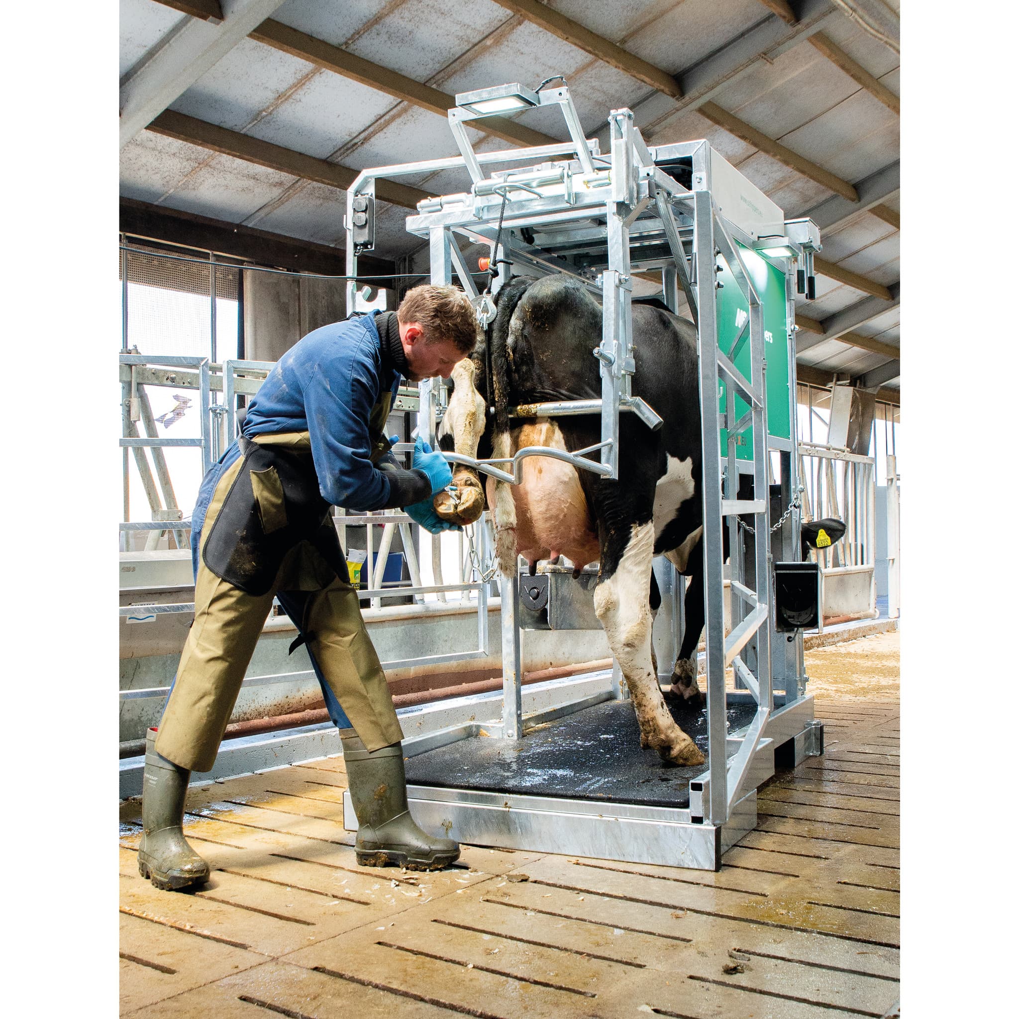 large cattle hoof trimming chute in barn